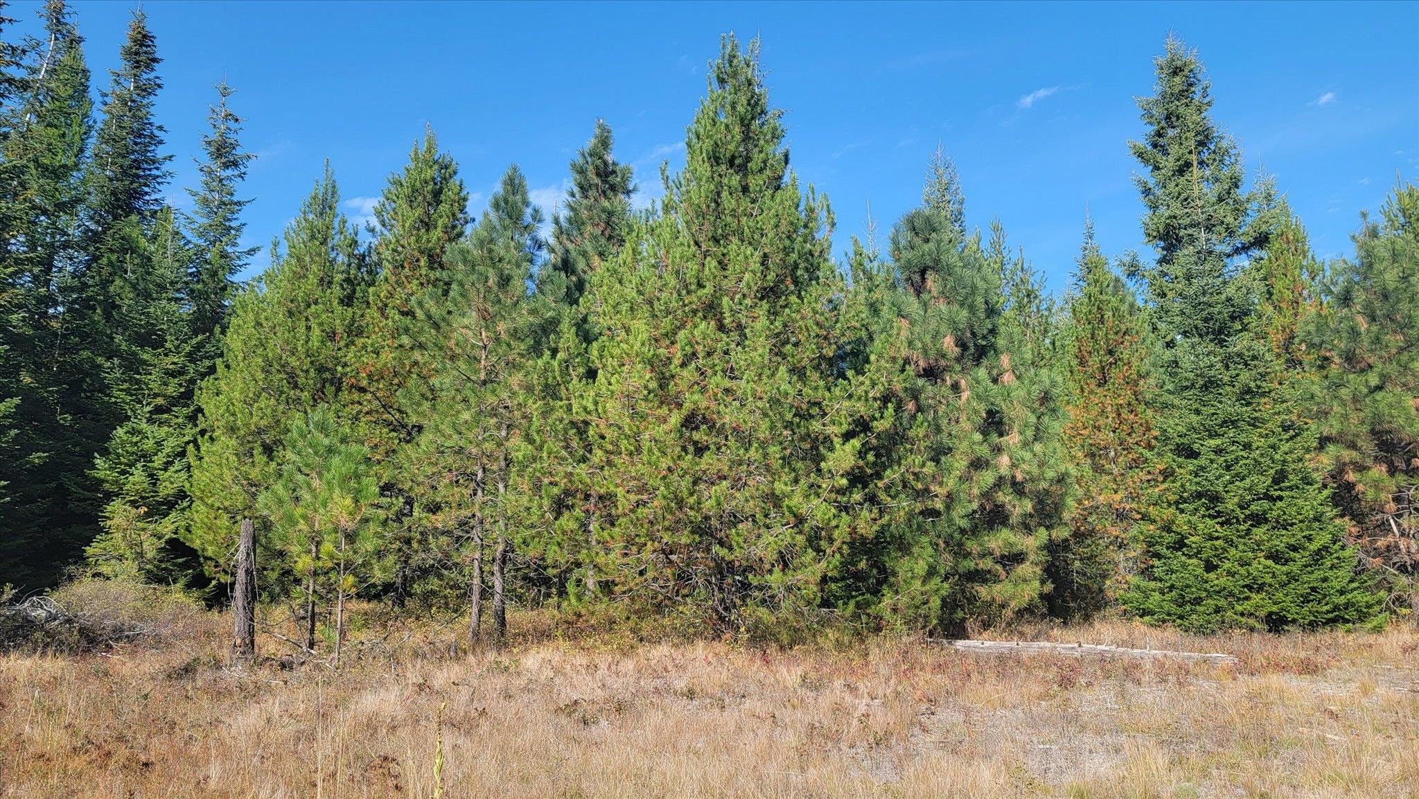 Nkn Green Road Newport, WA 99156 - Photo 41 of 49