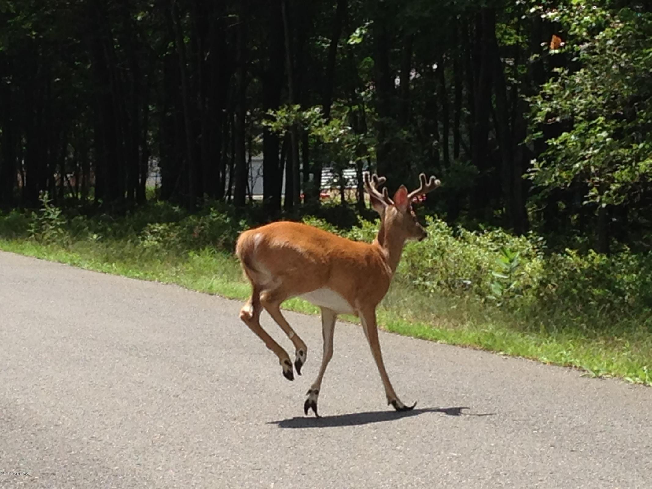 DEER PIC