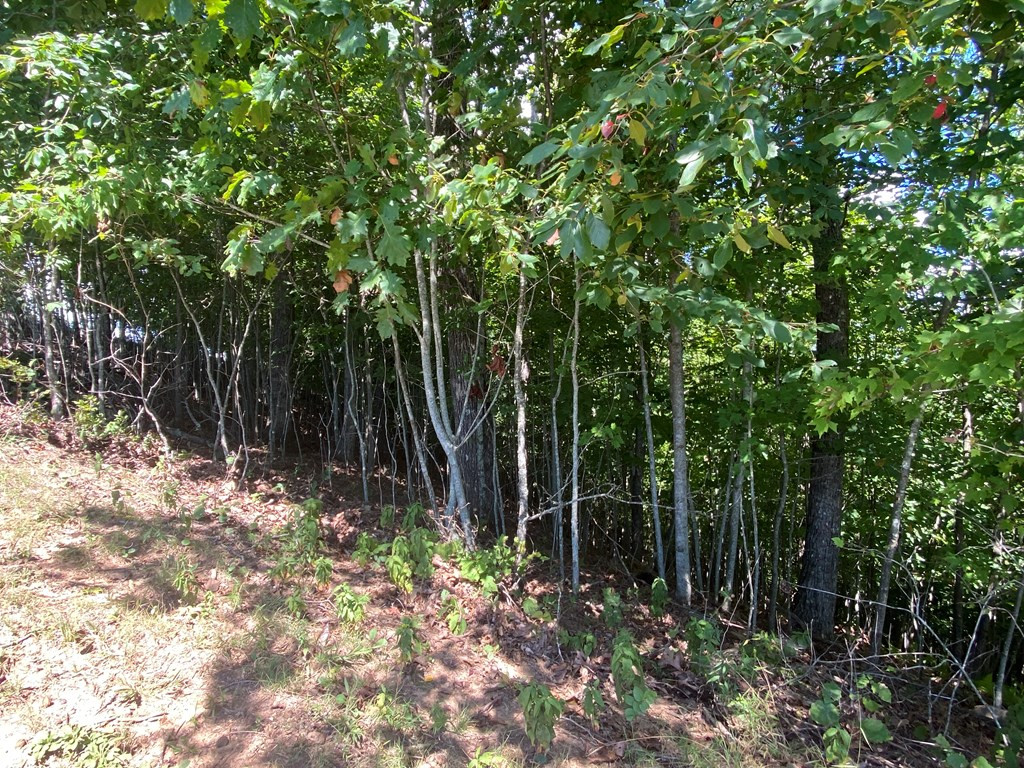 115 Vance Mountain Road Murphy, NC 28906 - Photo 10 of 13