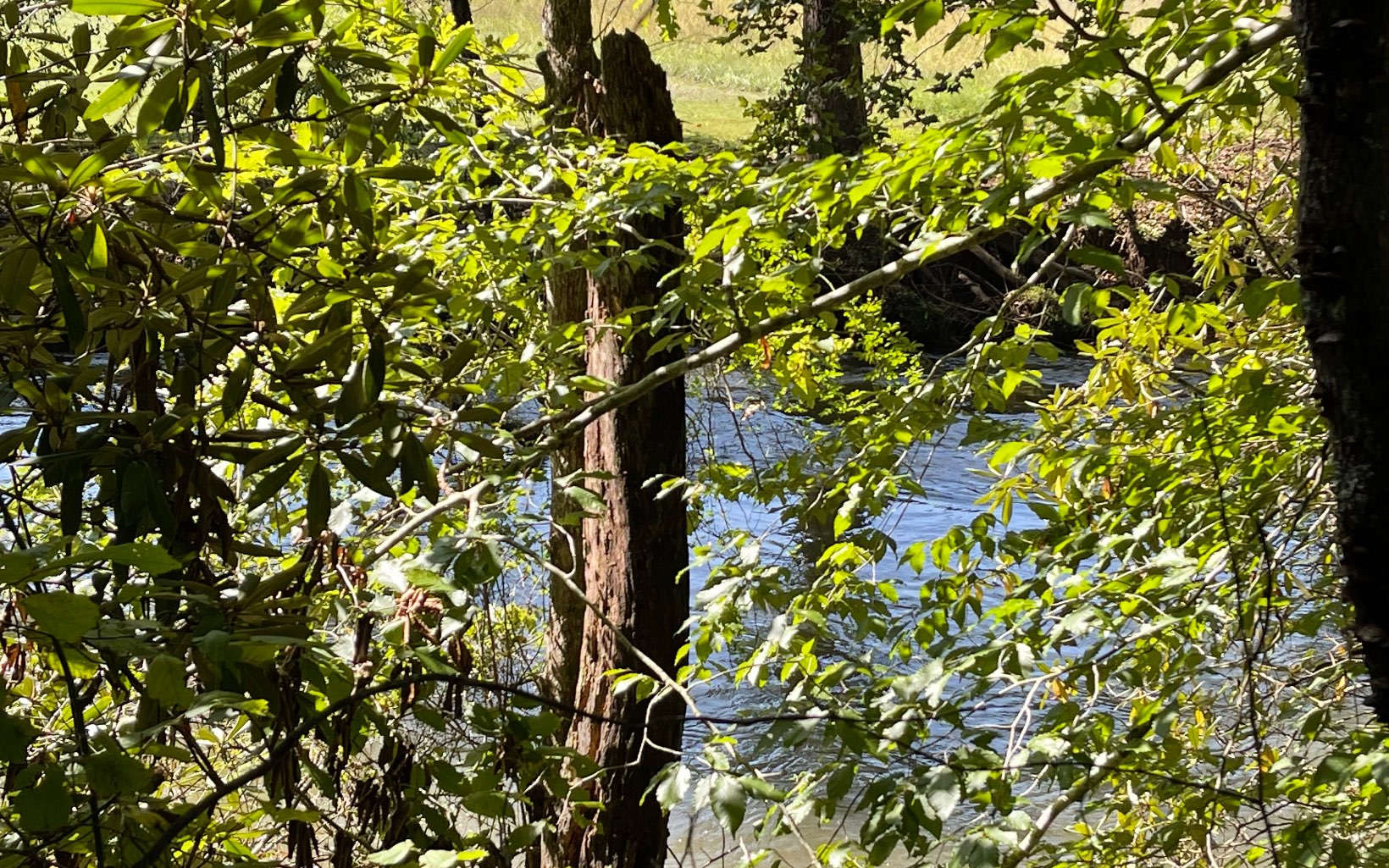 37-ac Jarrett Road Hayesville, NC 28904 - Photo 11 of 61 Additional View