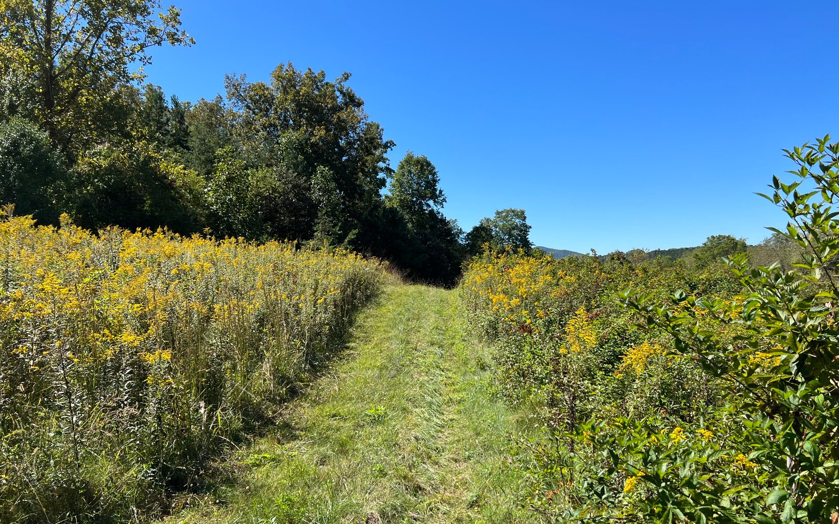 37-ac Jarrett Road Hayesville, NC 28904 - Photo 22 of 61 Additional View