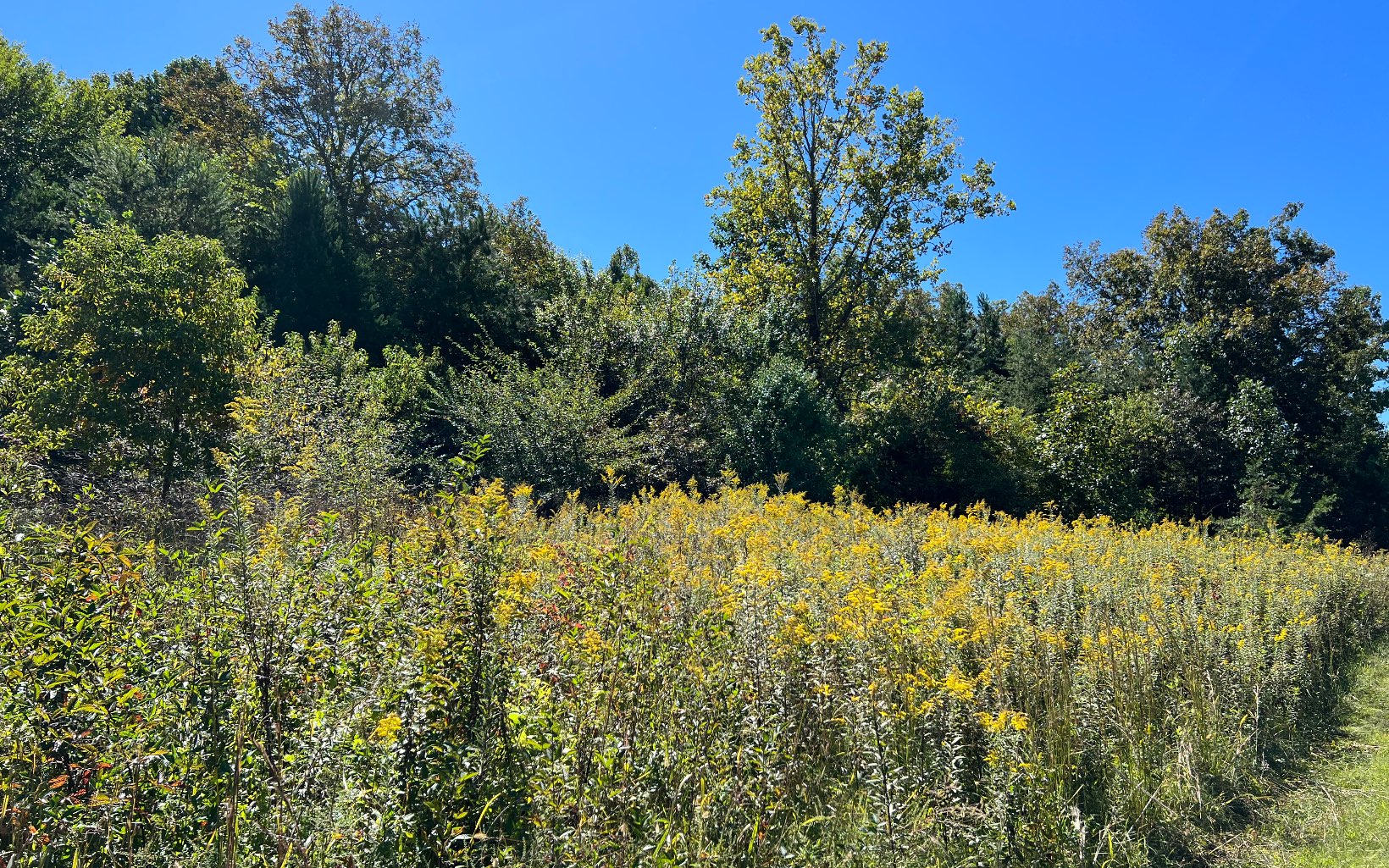 37-ac Jarrett Road Hayesville, NC 28904 - Photo 23 of 61 Additional View
