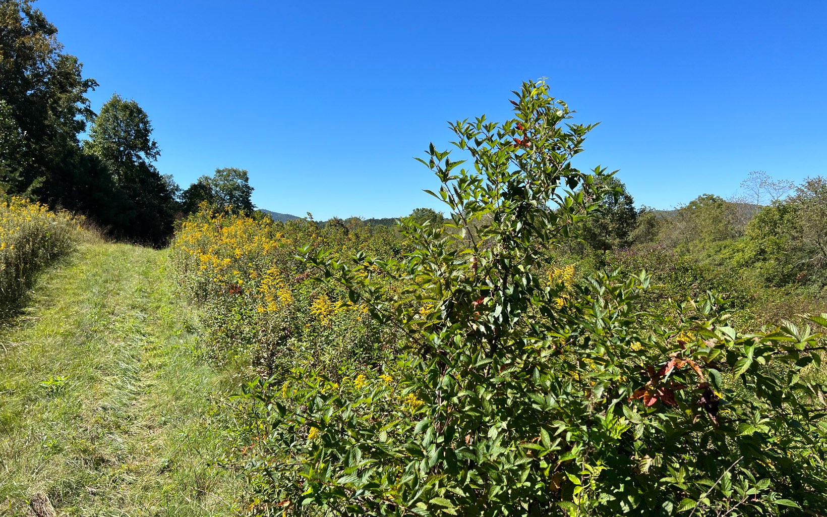 37-ac Jarrett Road Hayesville, NC 28904 - Photo 24 of 61 Additional View