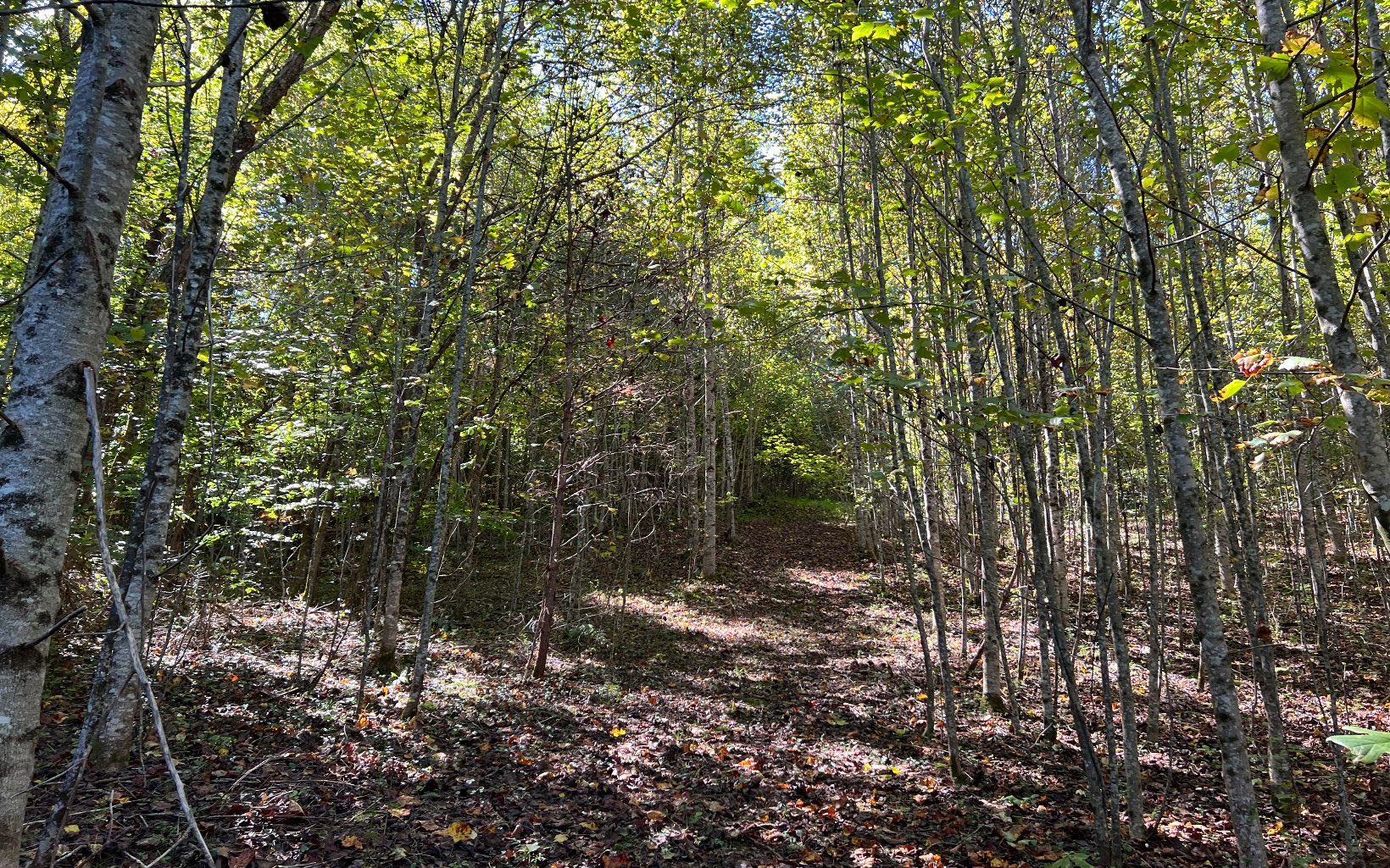 37-ac Jarrett Road Hayesville, NC 28904 - Photo 31 of 61 Additional View