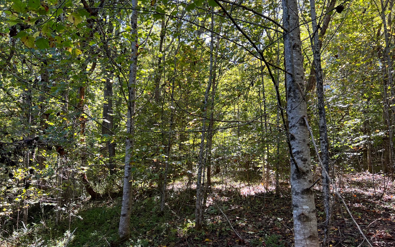 37-ac Jarrett Road Hayesville, NC 28904 - Photo 32 of 61 Additional View