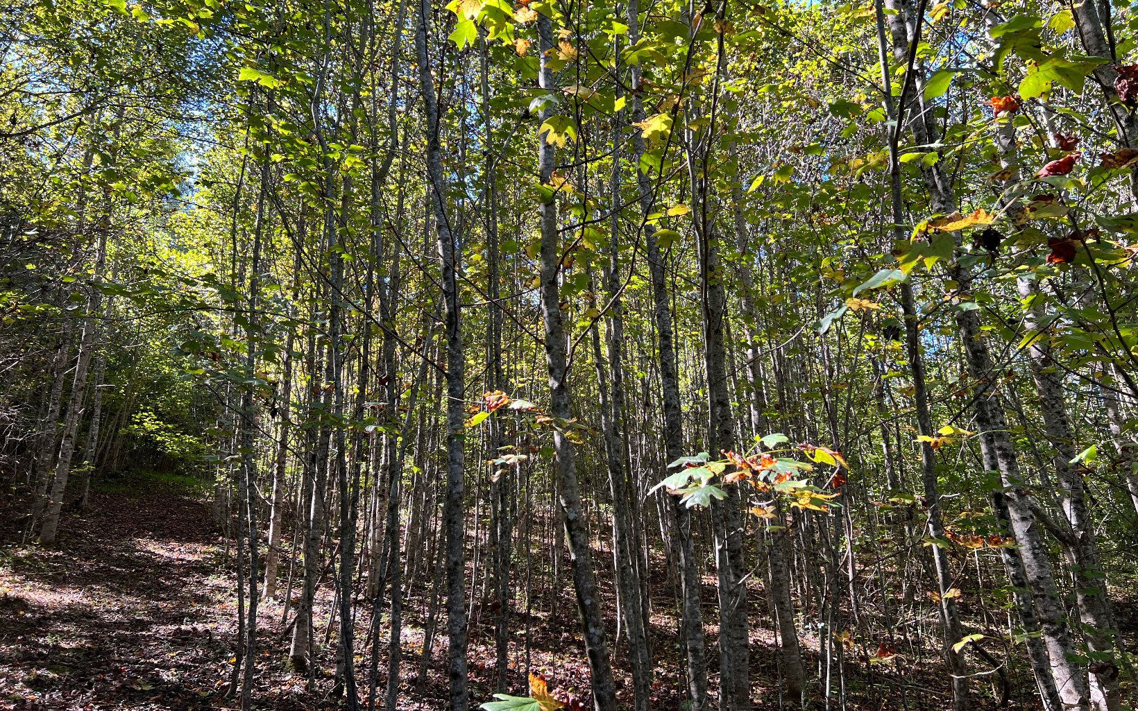 37-ac Jarrett Road Hayesville, NC 28904 - Photo 33 of 61 Additional View