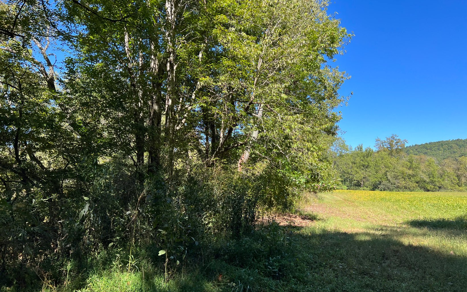 37-ac Jarrett Road Hayesville, NC 28904 - Photo 39 of 61 Additional View