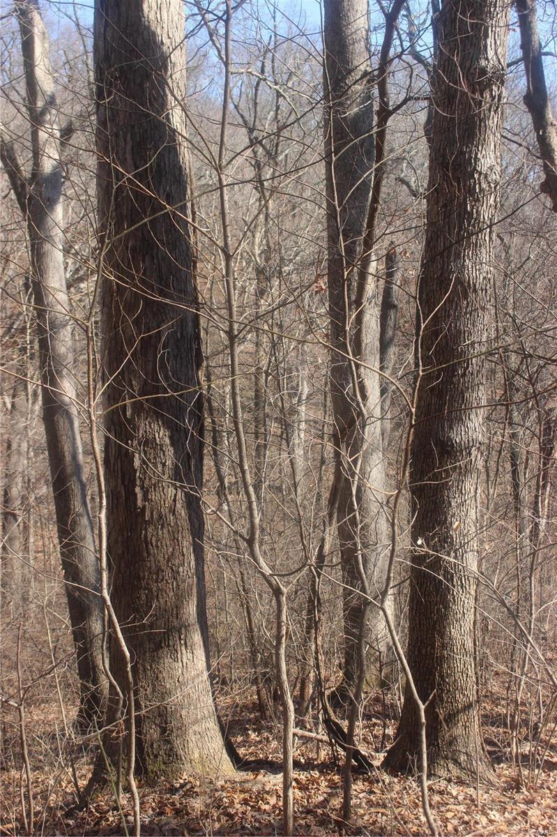 0 Blue Ridge Road Hamburg, IL 62045 - Photo 15 of 19 Gallery Image 15
