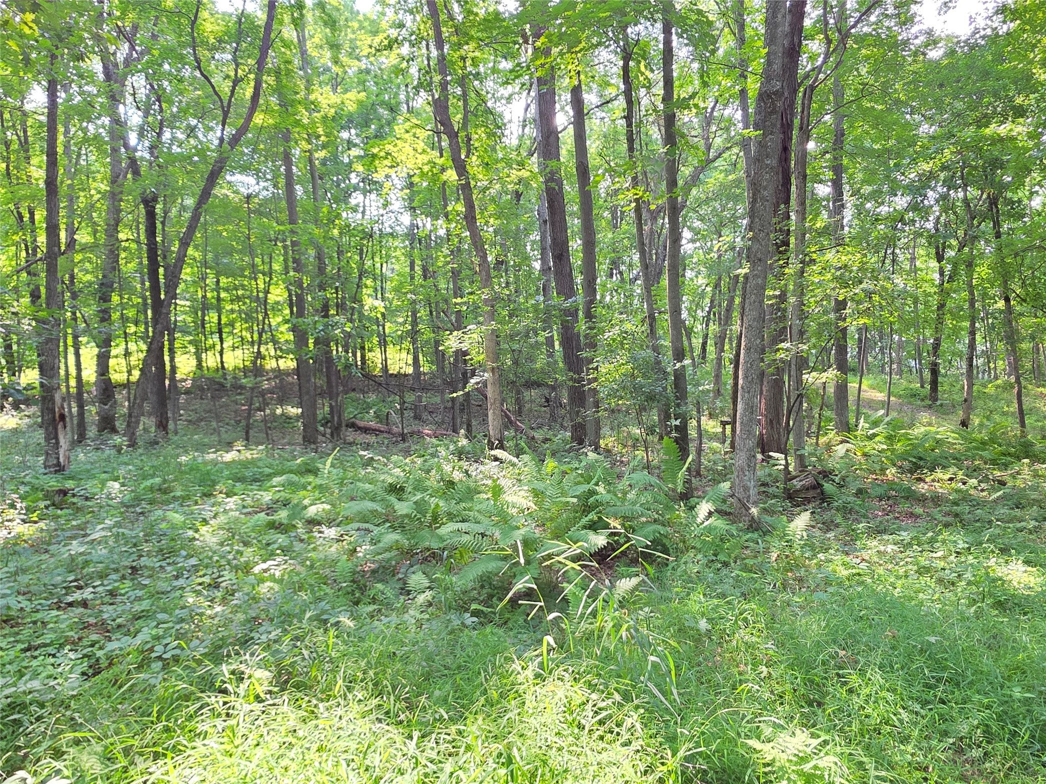 Lot 0 County Road Colfax, WI 54730 - Photo 16 of 25 Gallery Image 16