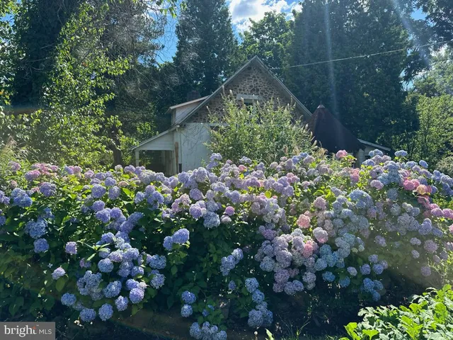 a picture of flowers