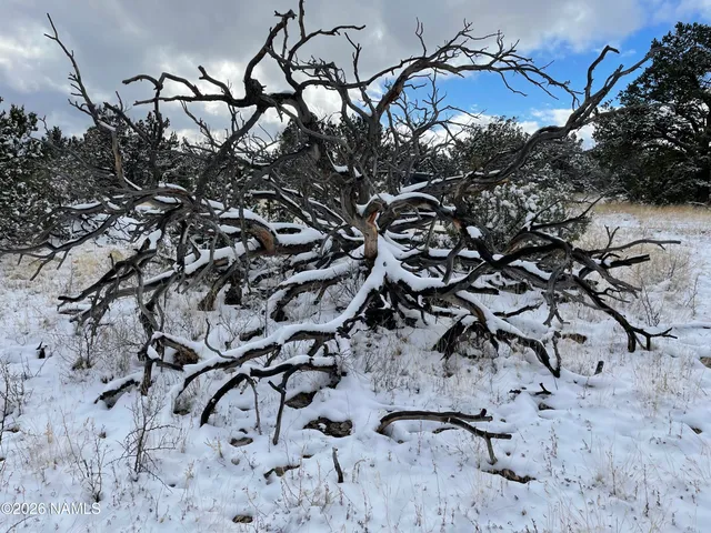 a view of a tree with a yard