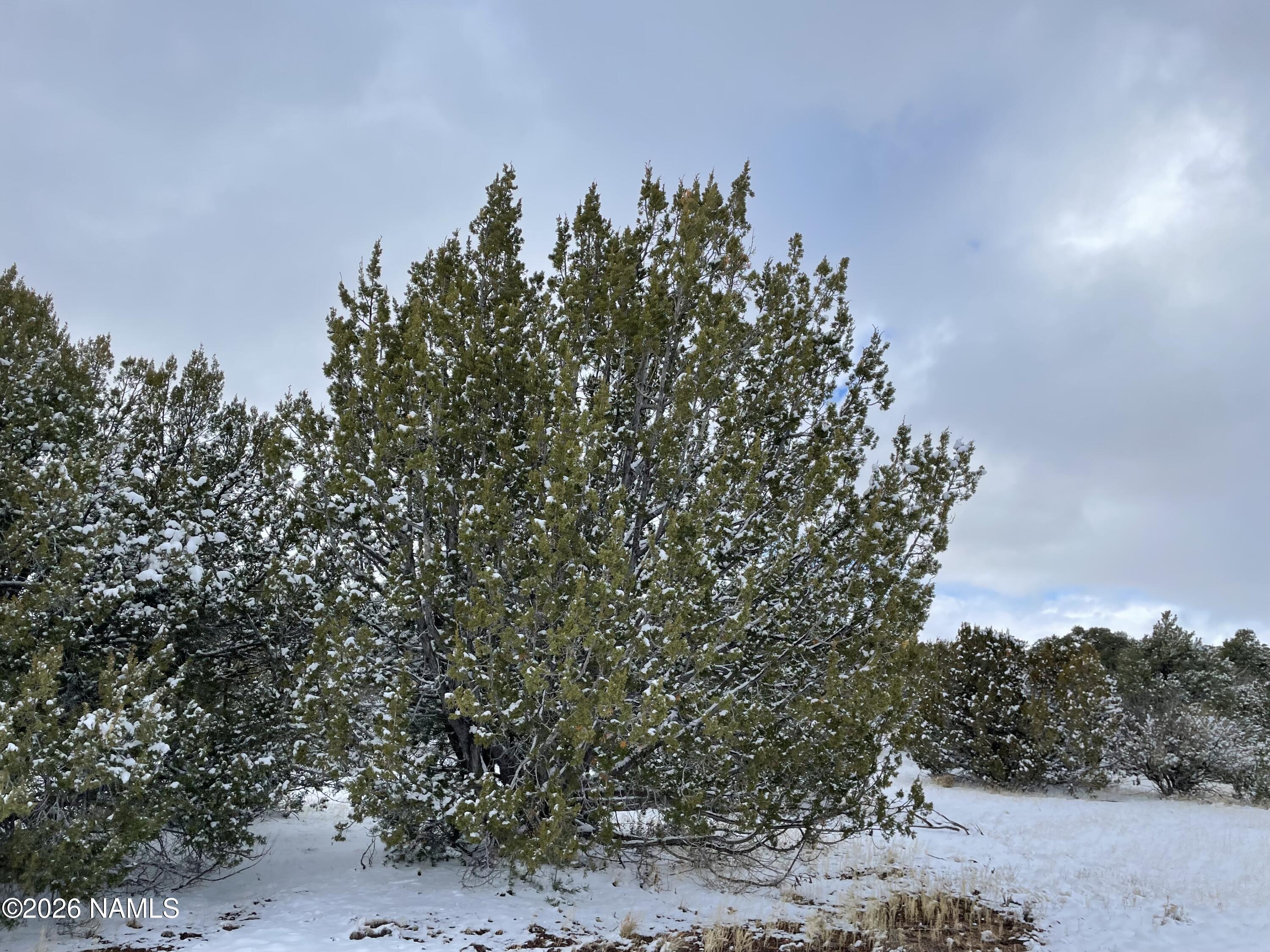 13537 Bly Station Road Williams, AZ 86046 - Photo 43 of 51 a view of a yard with a tree in the background