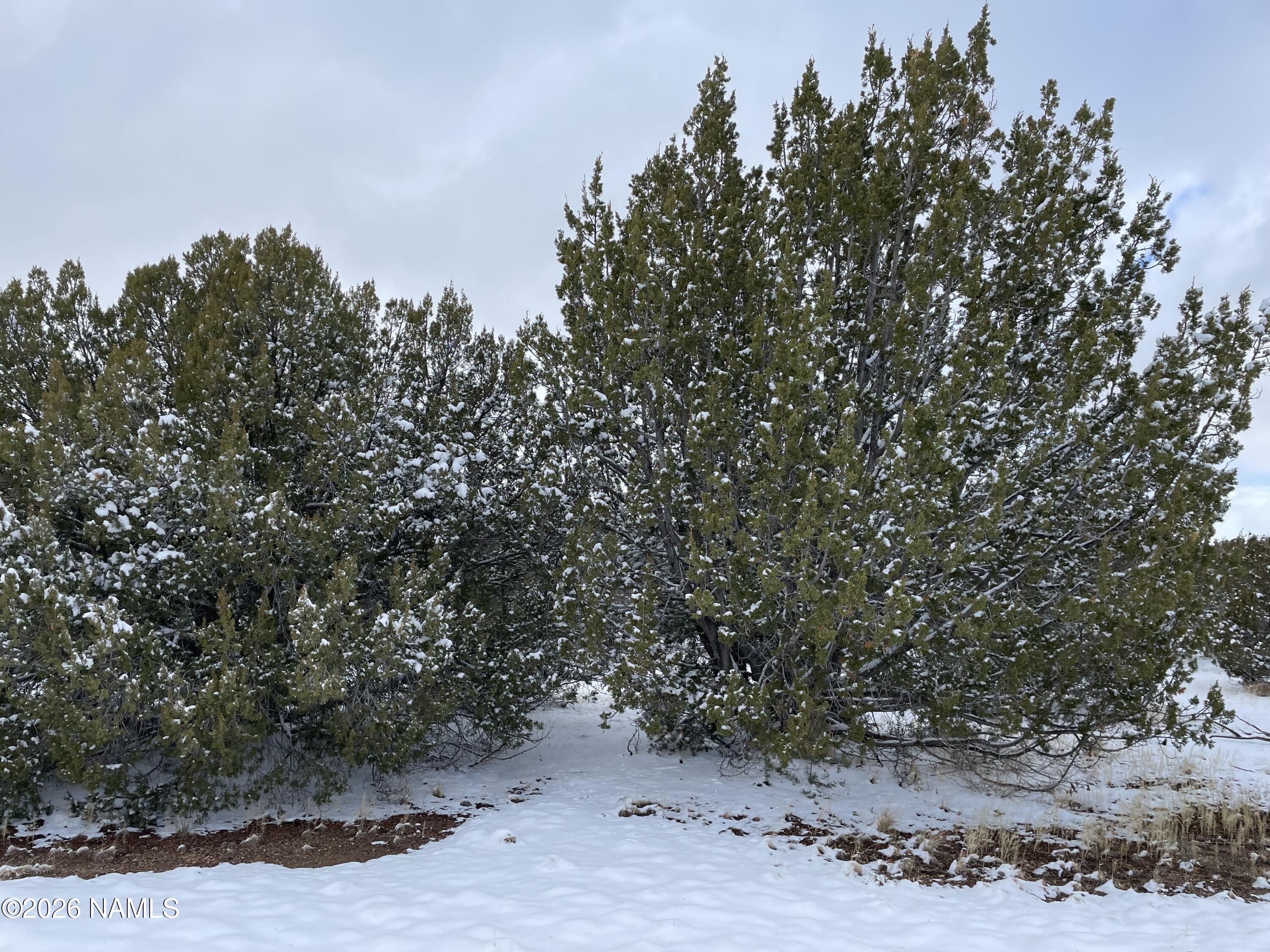 13537 Bly Station Road Williams, AZ 86046 - Photo 47 of 51 a view of a dry yard with trees and stairs