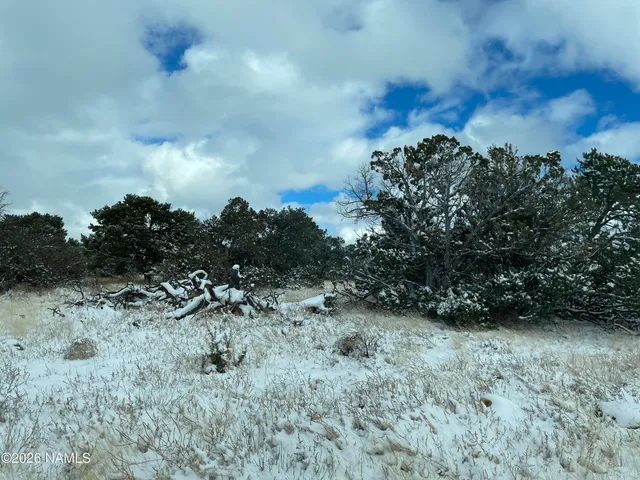 a view of a bunch of trees