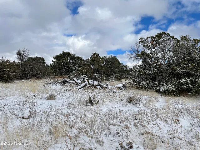 a view of a dry field with trees in the background