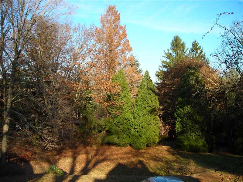 242 West Norwalk Road Norwalk, CT 06850 - Photo 5 of 13 a view of a yard with plants and large trees