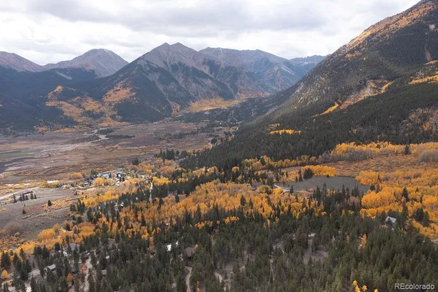 a view of a forest filled with trees