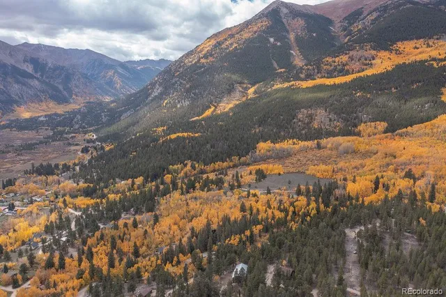 a view of a forest with trees in the background