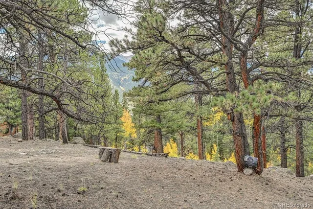 a view of a yard with trees