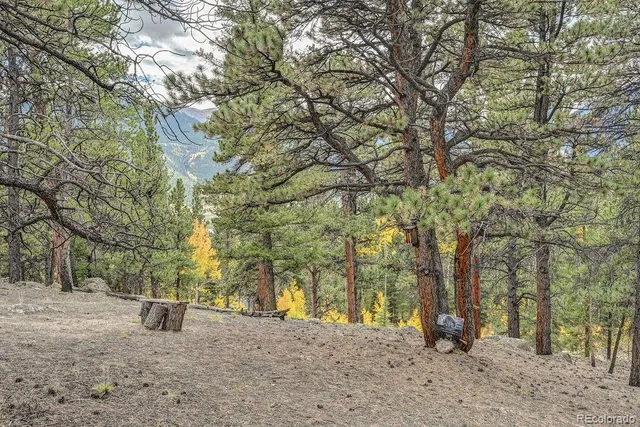 a view of a forest filled with trees