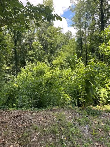 a view of a large yard with lots of trees
