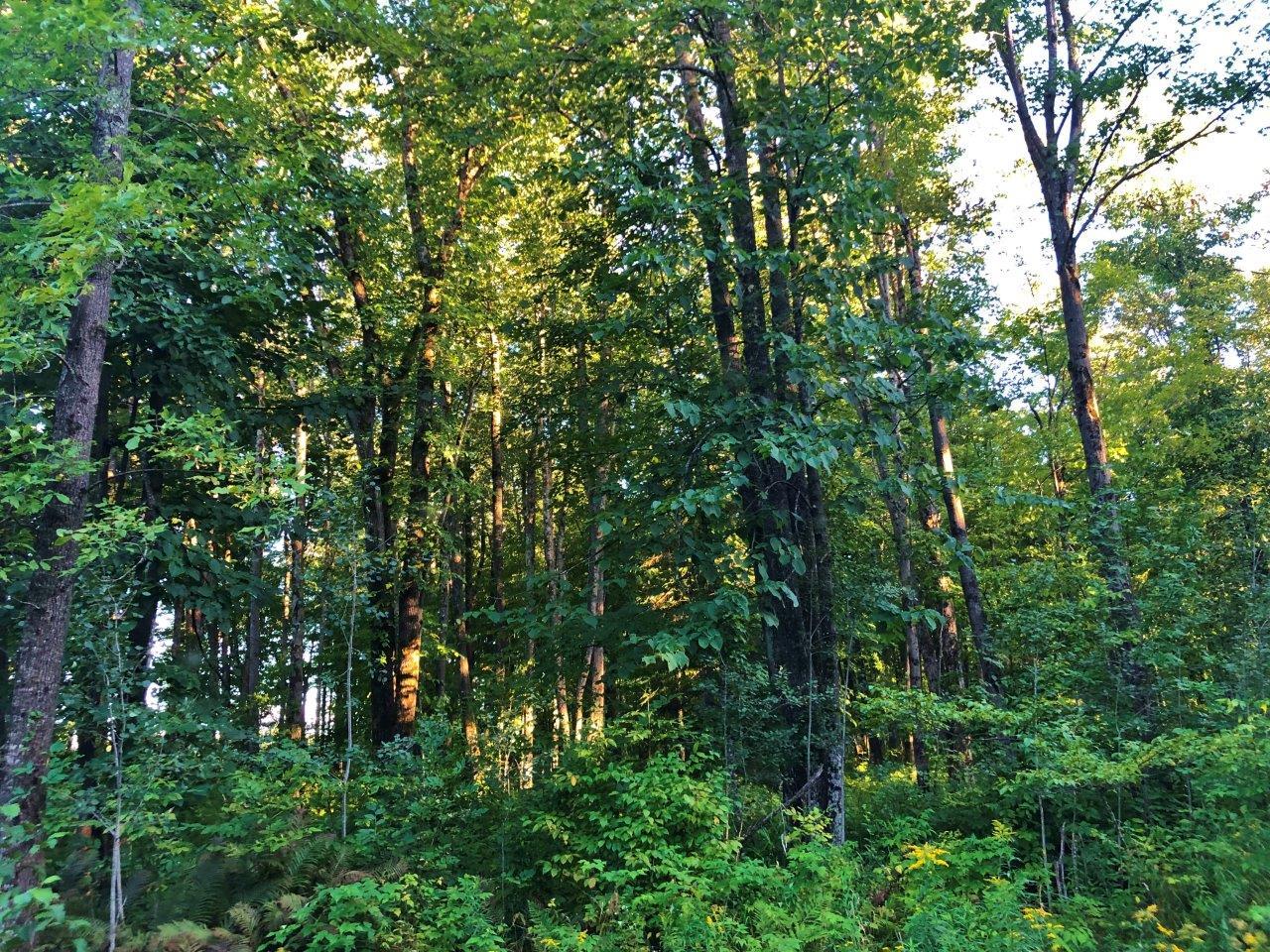 W9501 Oak Ridge Lane Catawba, WI 54515 - Photo 14 of 19 Gallery Image 14