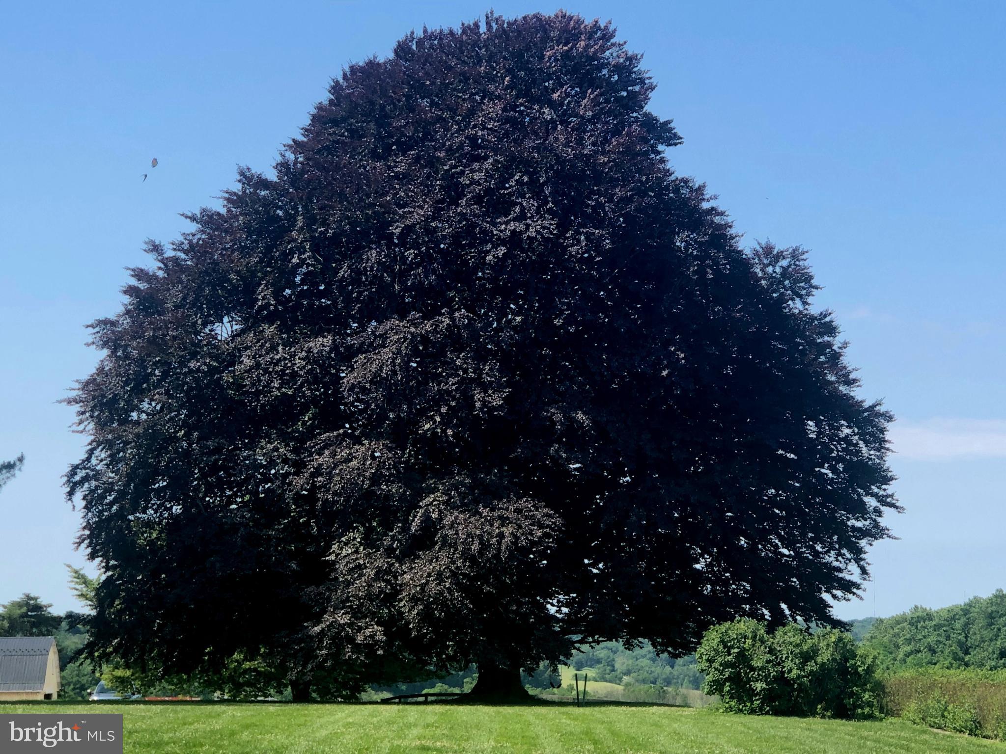 2501 Pocock Road Fallston, MD 21047 - Photo 17 of 100