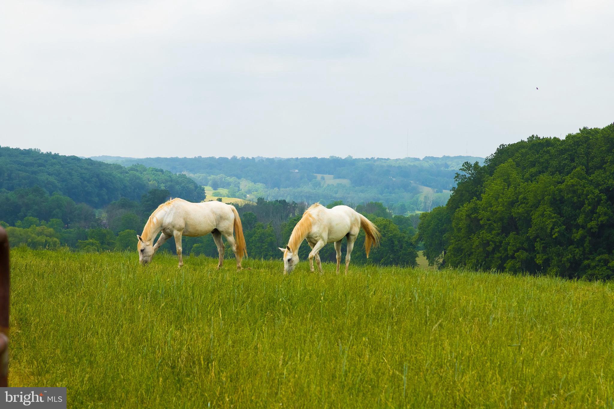2501 Pocock Road Fallston, MD 21047 - Photo 6 of 100