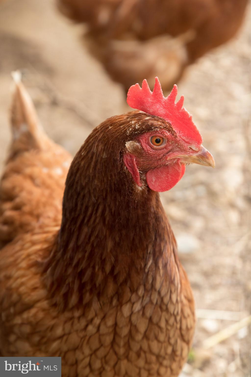 2501 Pocock Road Fallston, MD 21047 - Photo 77 of 100