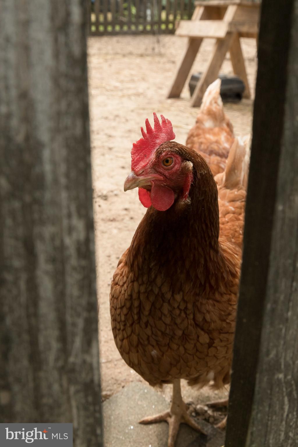 2501 Pocock Road Fallston, MD 21047 - Photo 85 of 100