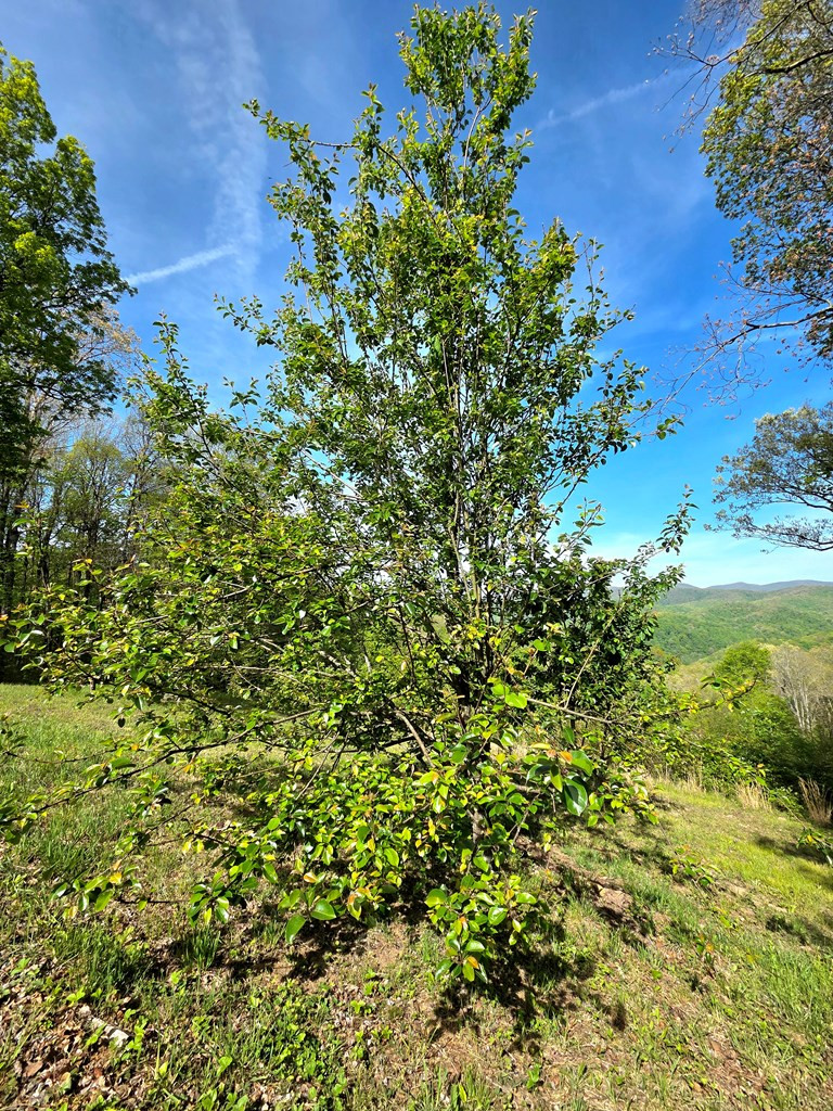 795 Porter Field Gap Road Robbinsville, NC 28771 - Photo 38 of 105
