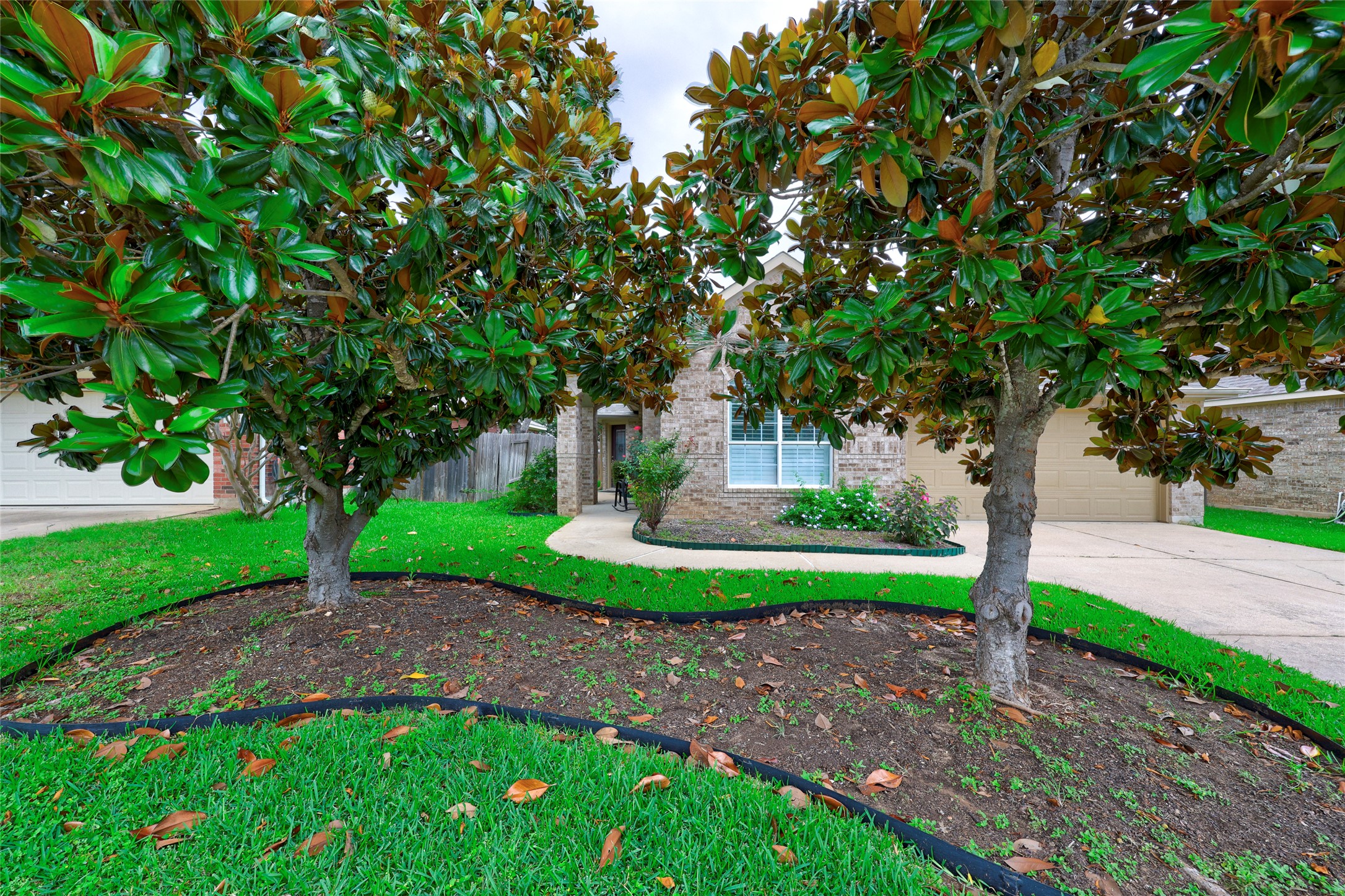 1819 Nelson Ranch Loop Cedar Park, TX 78613 - Photo 4 of 38 2 Mature Magnolia trees greet you in front yard