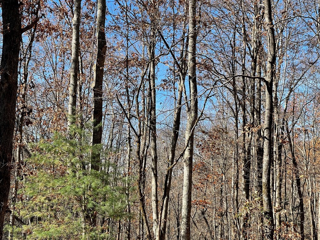 Tbd Ash Knob Road Hayesville, NC 28904 - Photo 3 of 10