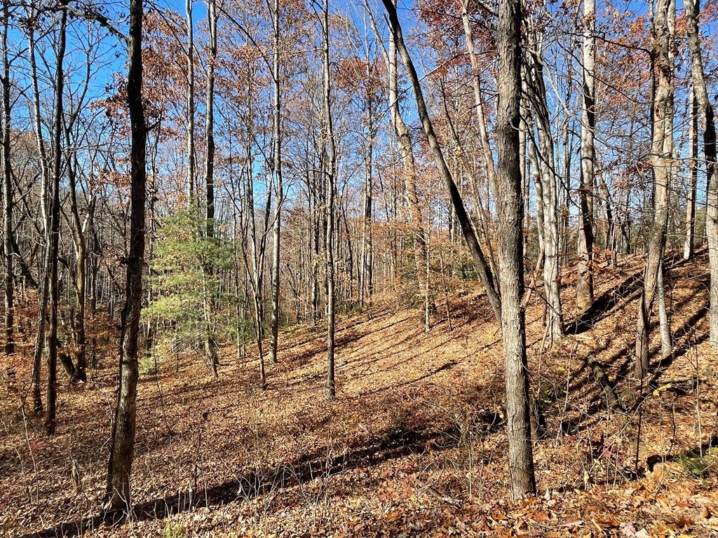 Tbd Ash Knob Road Hayesville, NC 28904 - Photo 4 of 10