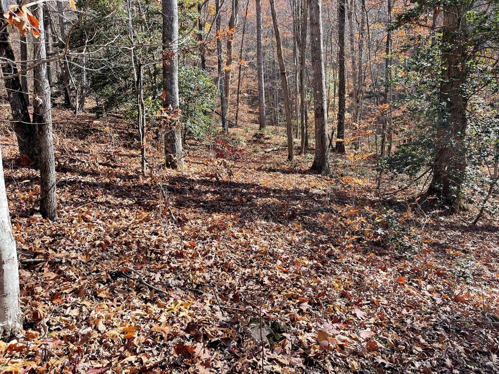Tbd Ash Knob Road Hayesville, NC 28904 - Photo 5 of 10