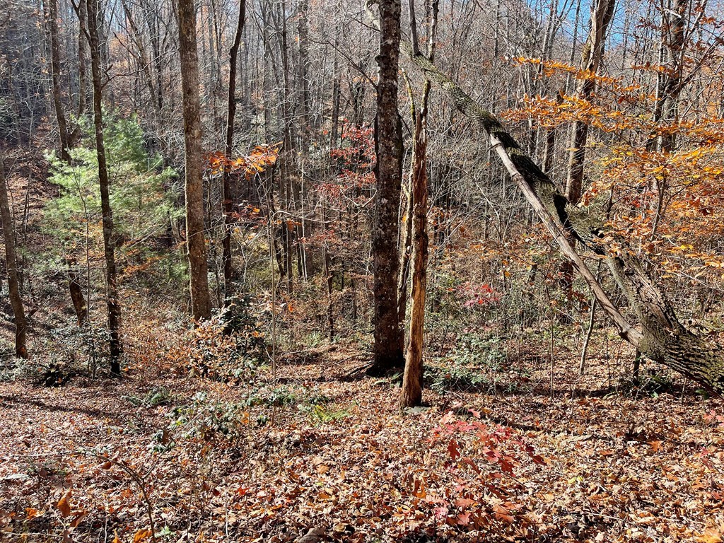 Tbd Ash Knob Road Hayesville, NC 28904 - Photo 6 of 10