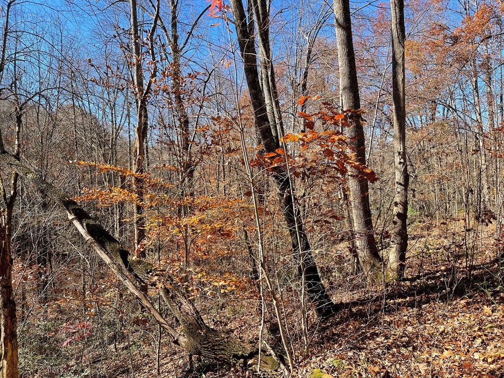 Tbd Ash Knob Road Hayesville, NC 28904 - Photo 7 of 10