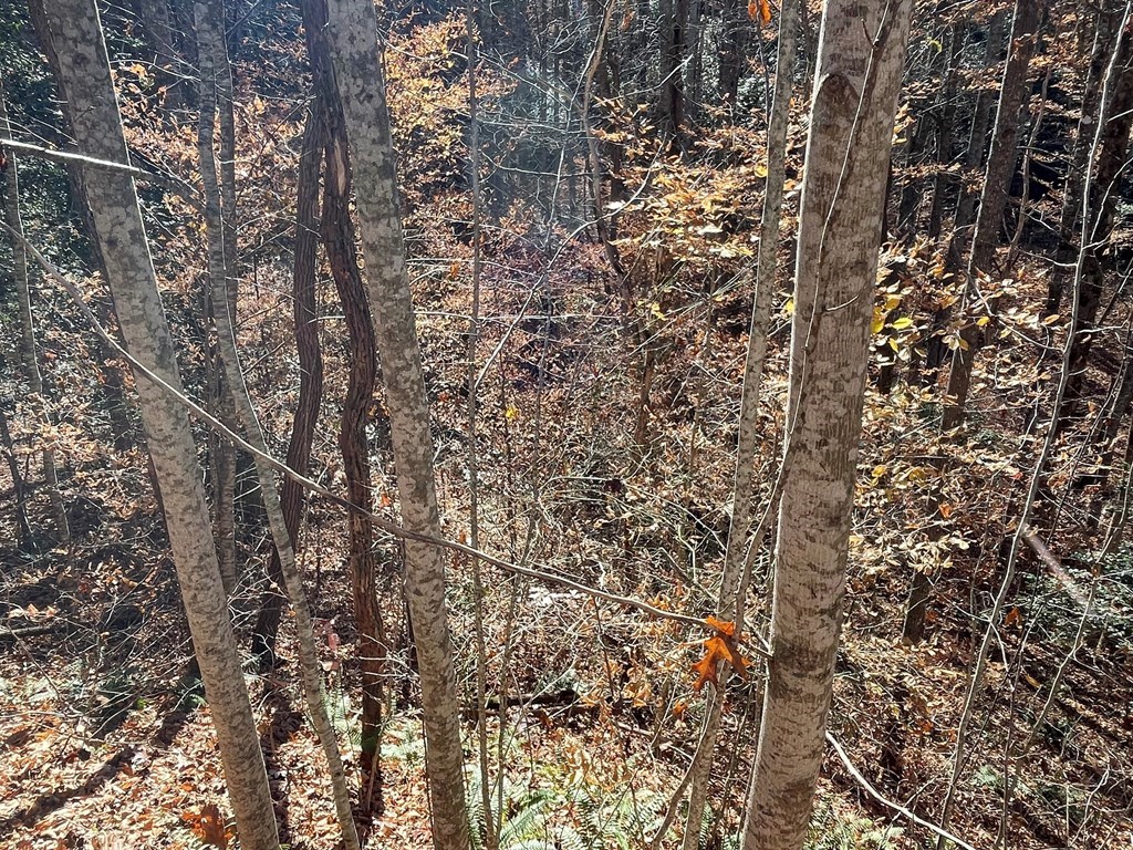 Tbd Ash Knob Road Hayesville, NC 28904 - Photo 10 of 10