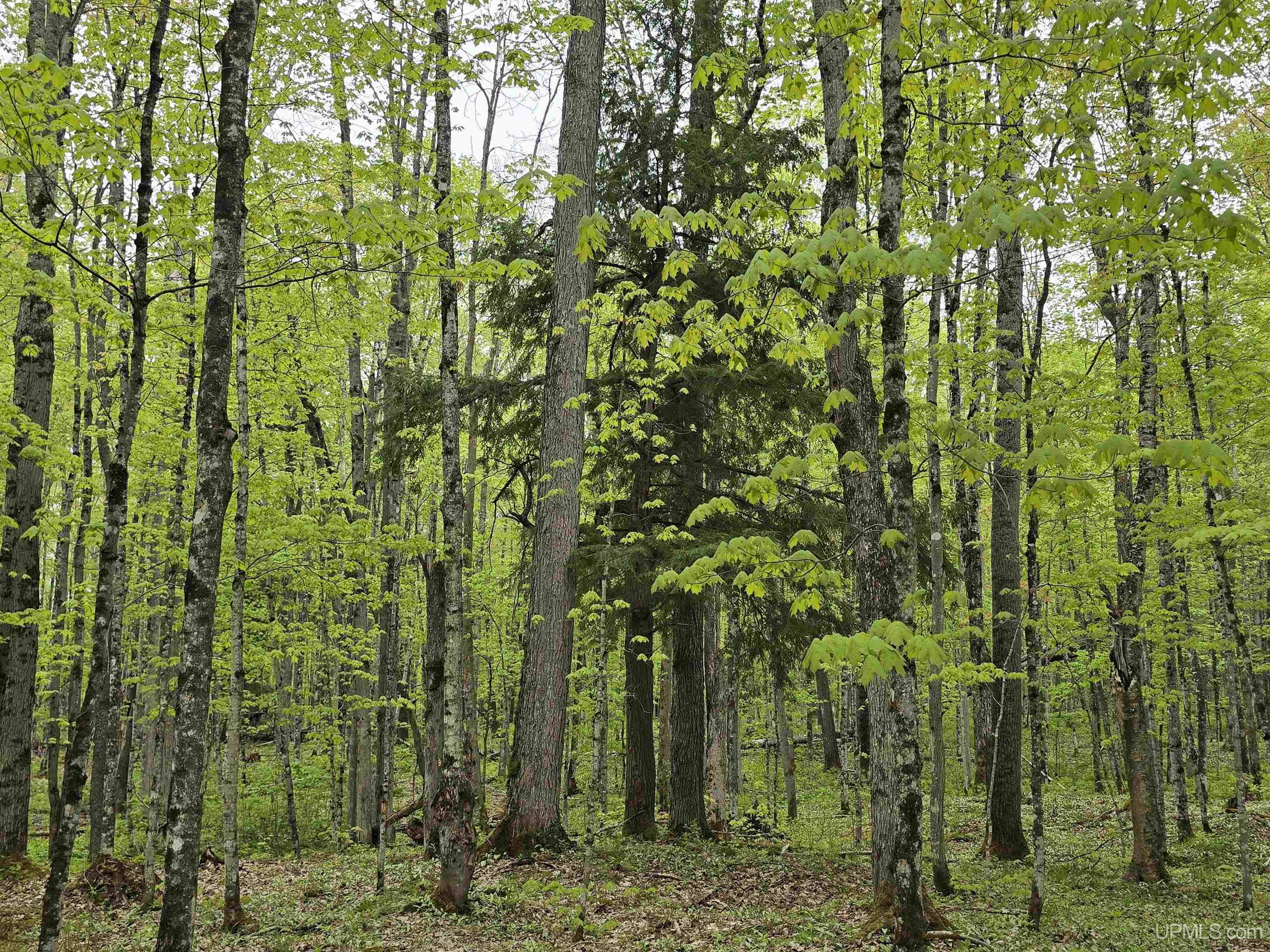 Lot 37 Yellow Road Pelkie, MI 49958 - Photo 20 of 34