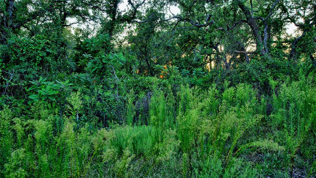 Lot 34 Red Oak Hills Road Nocona, TX 76255 - Photo 11 of 24 a view of a lush green forest