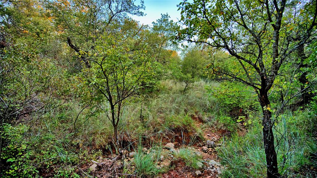 Lot 34 Red Oak Hills Road Nocona, TX 76255 - Photo 5 of 24 a view of a lush green forest