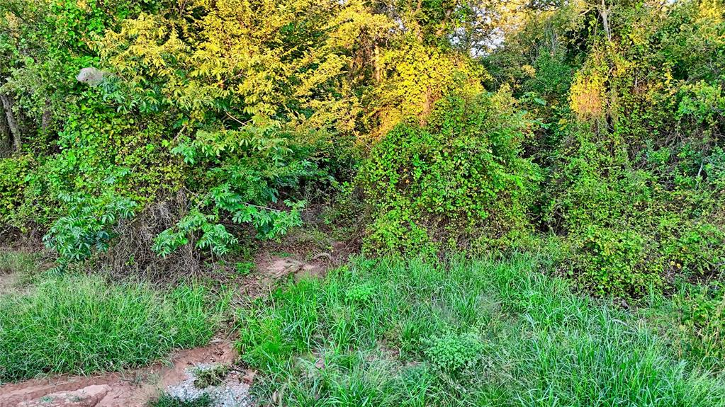 Lot 34 Red Oak Hills Road Nocona, TX 76255 - Photo 7 of 24 a view of a lush green forest with lots of trees
