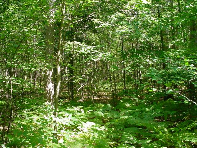 On Lake Mildred Road Rhinelander, WI 54501 - Photo 5 of 12 Gallery Image 5