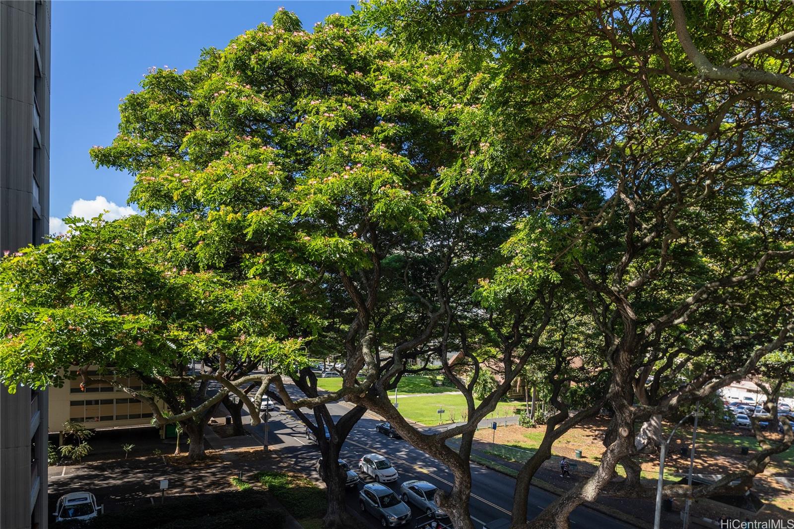 1615 Wilder Avenue, Unit 507 Honolulu, HI 96822 - Photo 20 of 20 a picture of tree