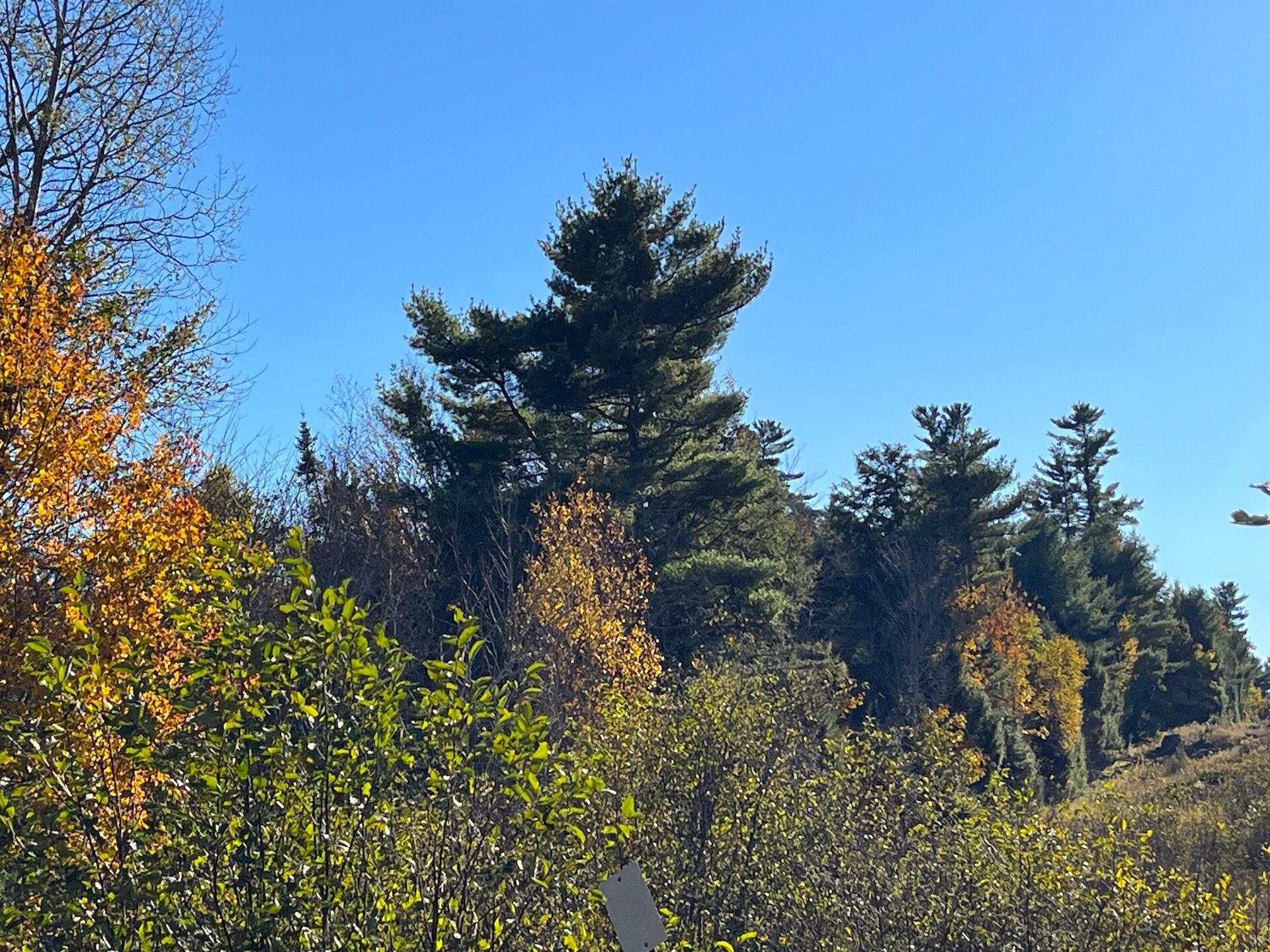 415 Curtis Road Monroe, ME 04951 - Photo 20 of 46 IMG_2744