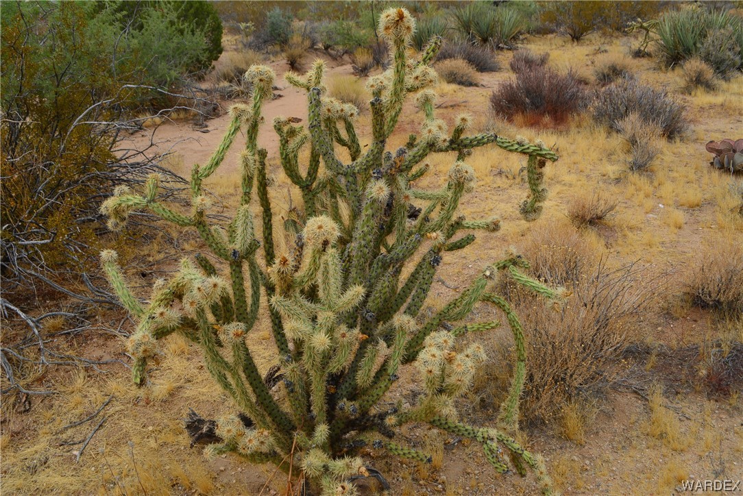 2652 Diamondback Road Yucca, AZ 86438 - Photo 29 of 46 Gallery Image 29