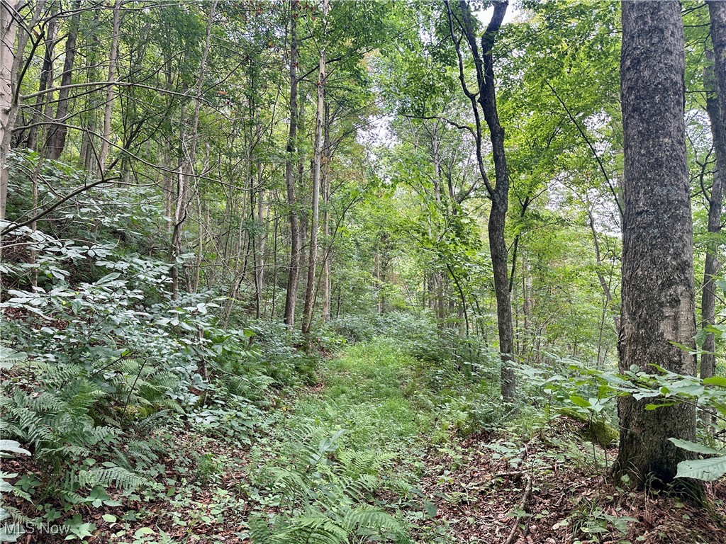 325 North Fork Road New Matamoras, OH 45767 - Photo 11 of 50 View of tree filled area