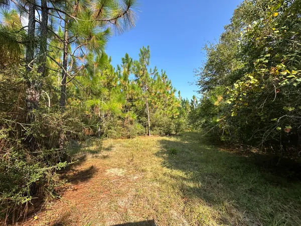 a view of a big yard with large trees
