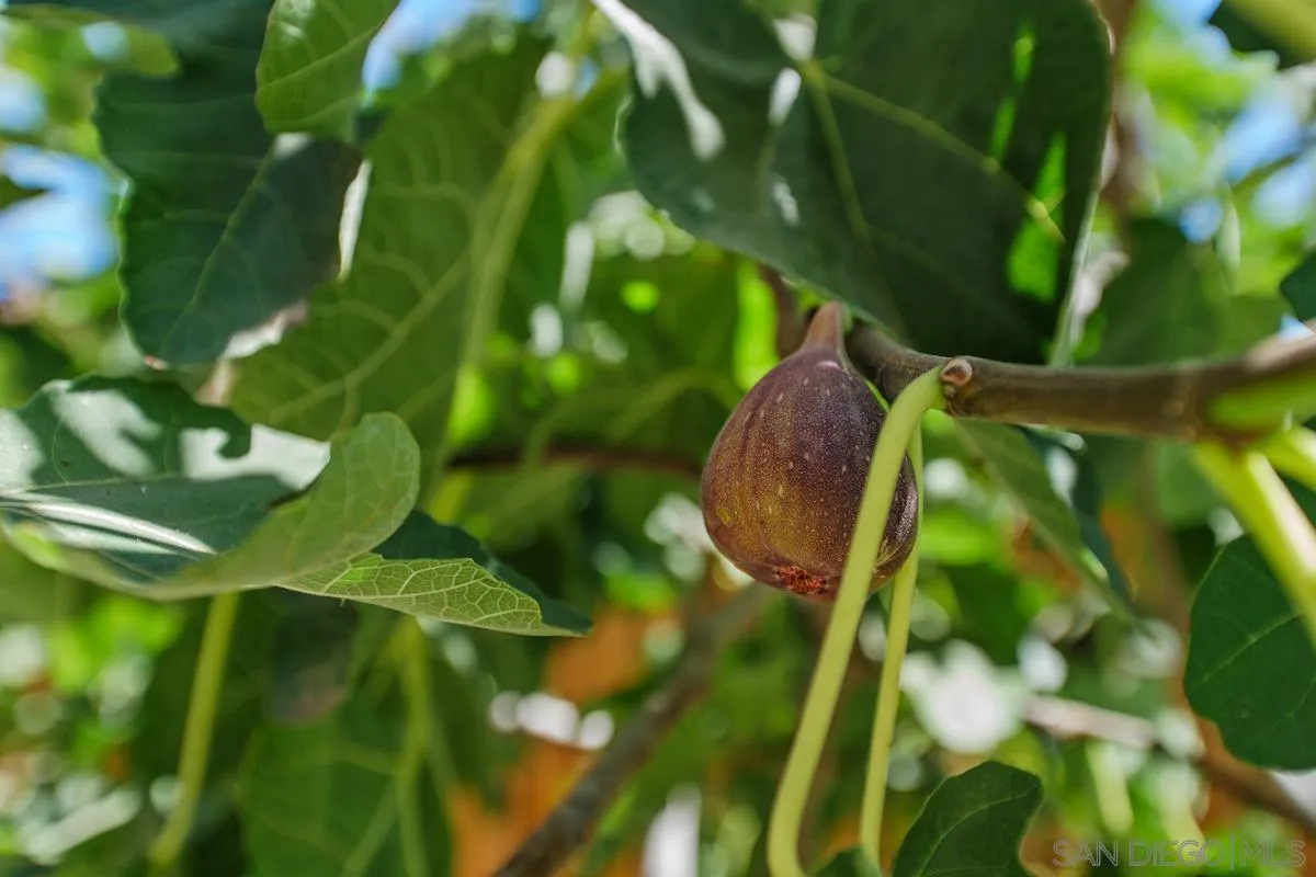 1132 Tabernacle Lane San Jacinto, CA 92582 - Photo 29 of 39 a view of plant