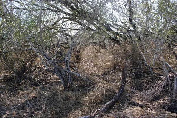 a view of a yard with trees